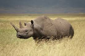 Declaran extinto rinoceronte negro de África Images?q=tbn:ANd9GcRv-JaFcR84GetoEn-X1rPn-5b-RZd4yZ7HKcpZA39OSf8UQwrx