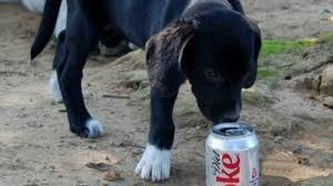 Μπορεί να πίνει ο σκύλος  κόκα κόλα......