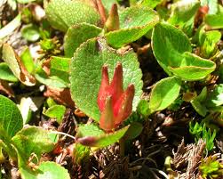Salix herbacea - Wikipedia