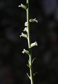 Anarrhinum forskahlii (J.F. Gmel.) Cuf. | Flora of Israel Online