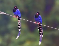 Image result for taiwan blue magpie