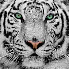 Resultado de imagem para white tiger