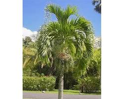 Obrázok: Adonidia merrilliiChristmas palm tree full size