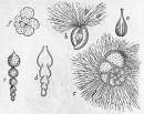 order Foraminifera
