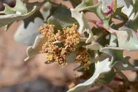 Atriplex hymenelytra, Desertholly, Southwest Desert Flora