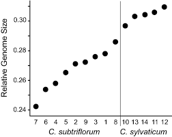 Diversification of Cerastium sylvaticum and C. subtriflorum on the ...