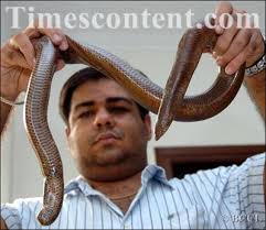 RESCUED: A snake with two mouth rescued by Gautam Grover of Animal Saviour, from - Animal-Saviour