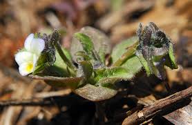Viola parvula | Flora of Cyprus — a dynamic checklist