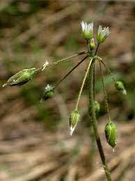Image result for jagged chickweed site:.edu