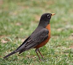 Image result for Robin red breast birds