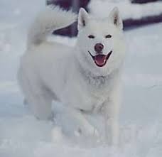 ~Snowy the white husky~ Images?q=tbn:ANd9GcRx2wgTDIrgBQ1bY8Y1NT9dEOyZcXREZYZyV56WVDpI21Hhhjtokg