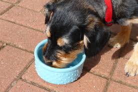 Simple Frosty Paws Recipe - Food.com