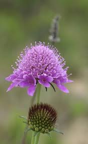 Scabiosa Maritima by marens (With images) | Amazing flowers ...