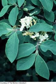 Lonicera xylosteum - Consortium of Midwest Herbaria