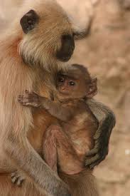 Image result for hanuman monkeys india break