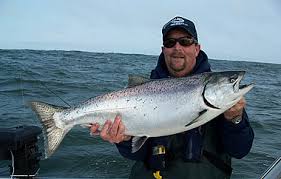 Image result for chinook salmon photos