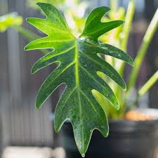 Philodendron Xanadu Care - Tips For A Happy Plant - Teak And ...