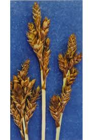Carex brunnescens - Wikipedia