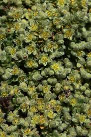 Herniaria alpina (Alpine Rupturewort) - The Alpine Flora of Zermatt ...