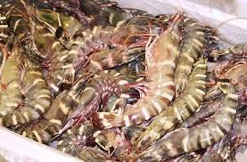Image result for Malaysian Seafood Ban By US