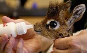 Image result for baby giraffe