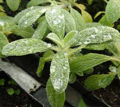 Greek Mountain Tea (Sideritis syriaca) potted plant, organic | Strictly ...