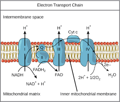 Electron Transport Chain | Biology for Majors I