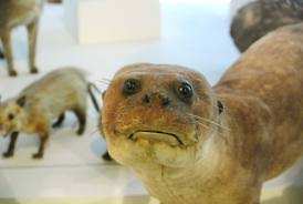 Image result for crappy taxidermy
