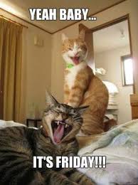 Memes Vault Happy Friday Cat Memes via Relatably.com