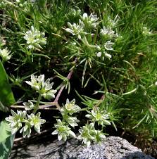 Scleranthus perennis L. subsp. perennis