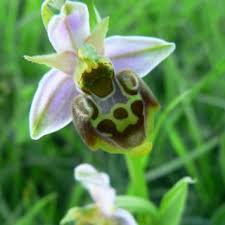 Ophrys fuciflora | Online Atlas of the British and Irish Flora