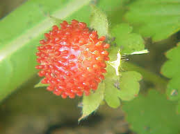 Potentilla indica (Indian Strawberry) | North Carolina Extension ...