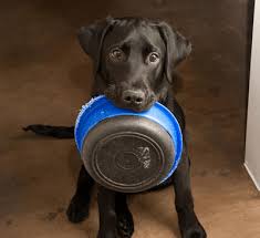 Image result for dog with a dog dish in it's mouth