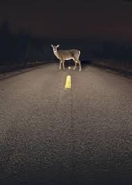 Image result for deer in the headlights face