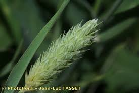 Phalaris brachystachys Link, Confused Canary grass (World flora ...
