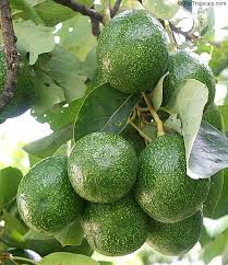 avocado plants ile ilgili görsel sonucu