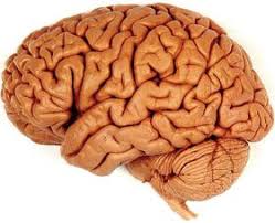 Imagini pentru creier