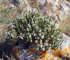 Satureja cuneifolia