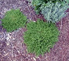 Herniaria glabra Green Carpet or Rupturewort