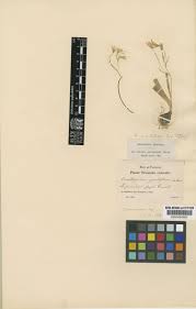 Ornithogalum montanum Cirillo | Plants of the World Online | Kew ...