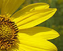Helianthus giganteus (Giant Sunflower): Minnesota Wildflowers