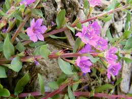 Lythrum junceum Banks & Sol. | Flora of Israel Online