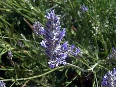 Lavandula latifolia Spike Lavender, Broadleaved lavender PFAF ...