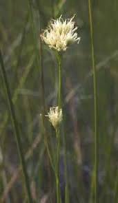 Rhynchospora alba - Online Virtual Flora of Wisconsin