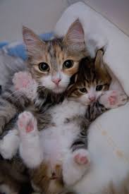 Image result for cats with kittens