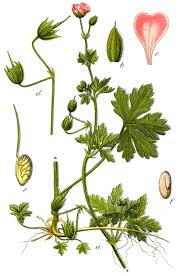 File:Geranium divaricatum Sturm5.jpg - Wikimedia Commons