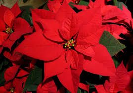 Image result for poinsettia