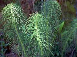 Equisetum arvense (Field horsetail) | Native Plants of North America