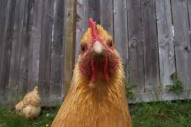Image result for barnyard chickens