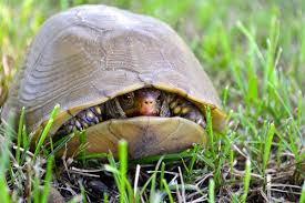 Image result for turtle in shell